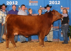 American Red Brangus Grand Champion Heifer, 2012 Houston Livestock Show & Rodeo